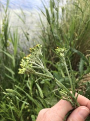 Senecio glomeratus longifructus