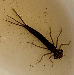 Xanthagrion erythroneurum