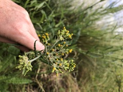 Senecio glomeratus longifructus