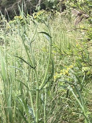 Senecio glomeratus longifructus