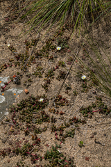 Delosperma subpetiolatum