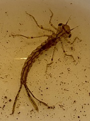 Xanthagrion erythroneurum