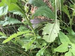 Senecio glomeratus longifructus