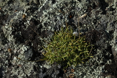 Silene turgida