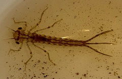 Xanthagrion erythroneurum