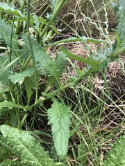 Senecio glomeratus longifructus