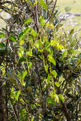 Dioscorea cotinifolia