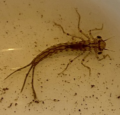 Xanthagrion erythroneurum