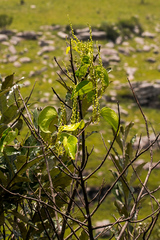 Dioscorea cotinifolia