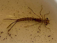 Xanthagrion erythroneurum