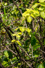 Dioscorea dregeana