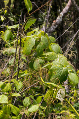 Dioscorea dregeana