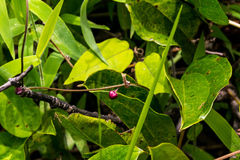 Emplectanthus dalzellii