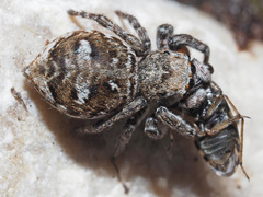 Attulus rupicola