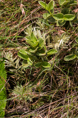 Eriosemopsis