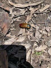 Temognatha variabilis