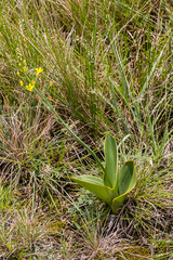 Eriospermum mackenii