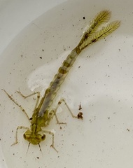 Austrolestes annulosus