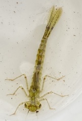 Austrolestes annulosus