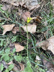 Sisymbrium loeselii