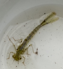 Austrolestes annulosus