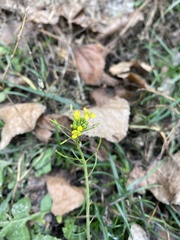Sisymbrium loeselii