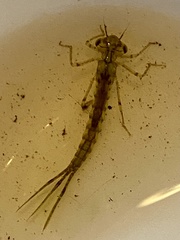 Austrolestes annulosus