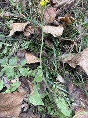 Sisymbrium loeselii