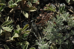 Bryodemella tuberculata