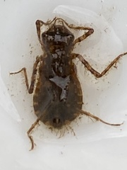 Hemicordulia tau