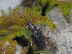 Plateumaris consimilis