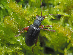 Plateumaris consimilis