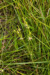 Gnidia nodiflora