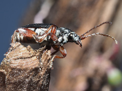 Plateumaris consimilis