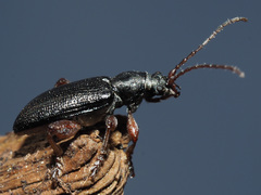 Plateumaris consimilis
