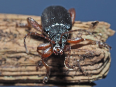 Plateumaris consimilis