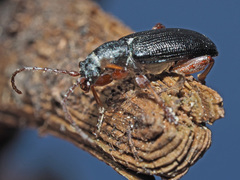 Plateumaris consimilis