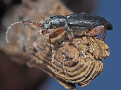 Plateumaris consimilis