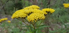 Cassinia aureonitens