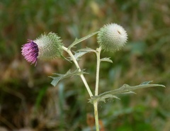 Cirsium osseticum