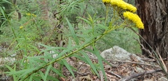Cassinia aureonitens