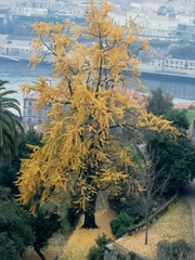 Ginkgo biloba