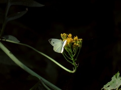 Jacobaea othonnae