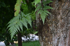 Davallia denticulata