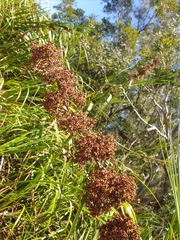 Cladium procerum