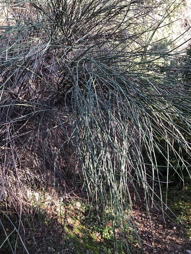 Spartium junceum