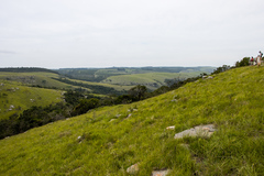 Emplectanthus dalzellii