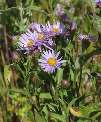 Aster amellus bessarabicus
