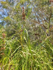 Cladium procerum