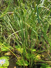 Cladium procerum